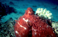   Octopus Aqaba Bay Red Sea  